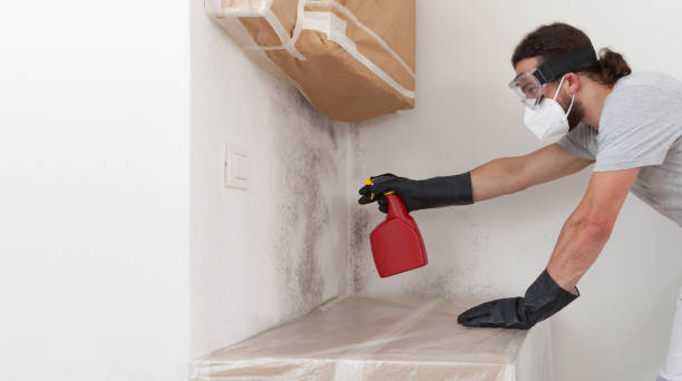 Professional Black Mold Remediation technician working in Paw Paw, MI