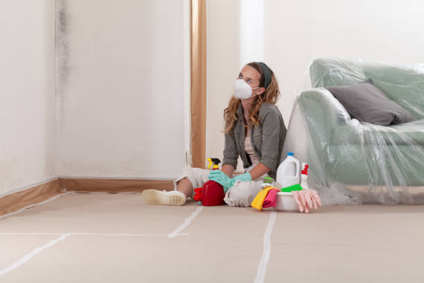 Reliable Black Mold Remediation contractor in Paw Paw, MI by 24 Hour Mold Removal
