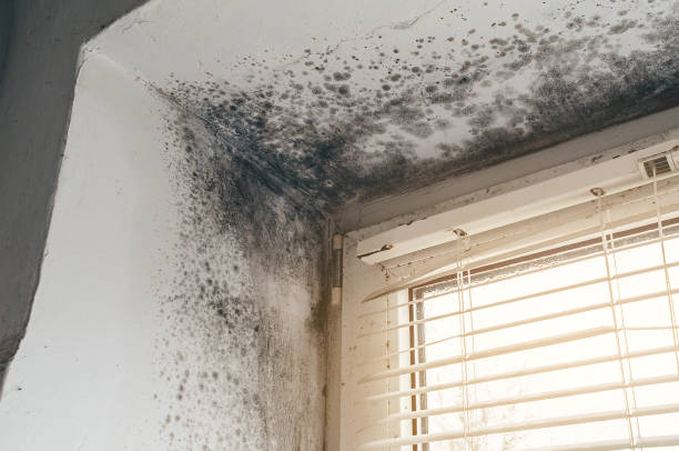 Affordable Black Mold Remediation solutions in Paw Paw, MI